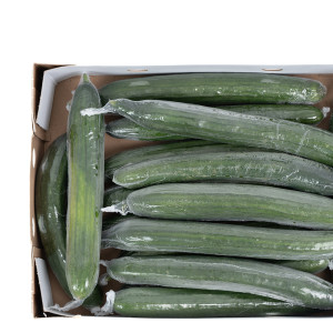 FRESH CUCUMBERS BOX X KG
